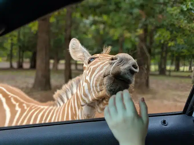 Cherokee Trace Drive-Thru Safari