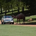 Cherokee Trace Drive-Thru Safari photo 2