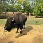 Cherokee Trace Drive-Thru Safari photo 4